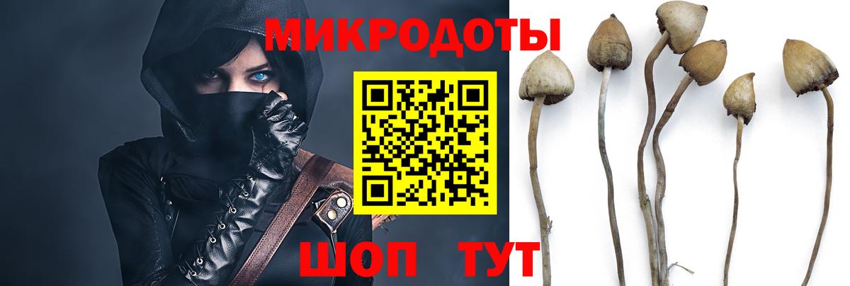 Галлюциногенные грибы MAGIC MUSHROOMS  Псилоцибиновые грибы прущие грибы  Кириши  закладки  Вход с VPN 